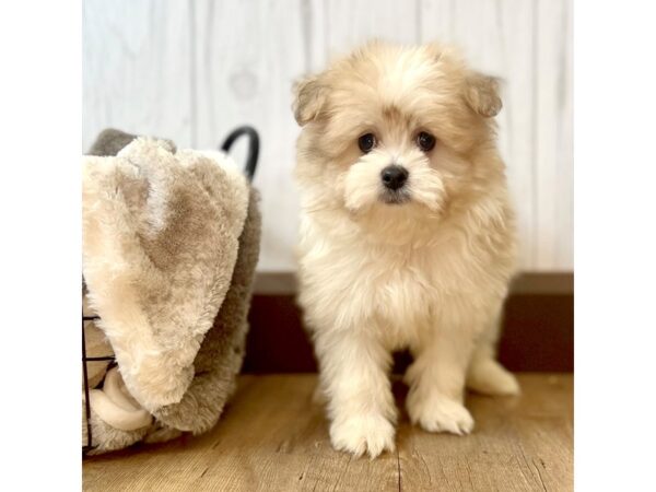 Pomeranian/Havanese-DOG-Male-Red / White-2180-Petland Eastgate, Ohio