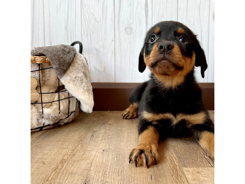 Rottweiler Puppy Black / Rust ID:2192 Located at Petland Eastgate, Ohio