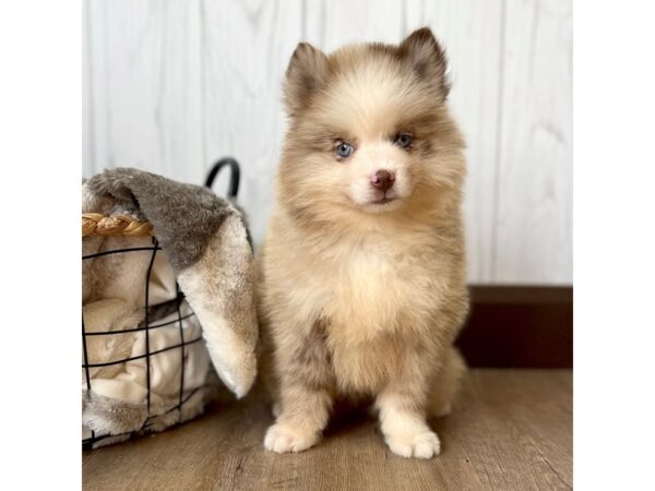 Pomsky DOG Male Chocolate / White 2189 Petland Eastgate, Ohio