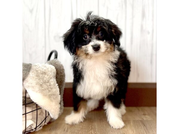 Aussiedoodle Mini-DOG-Female-Black Tan / White-2220-Petland Eastgate, Ohio