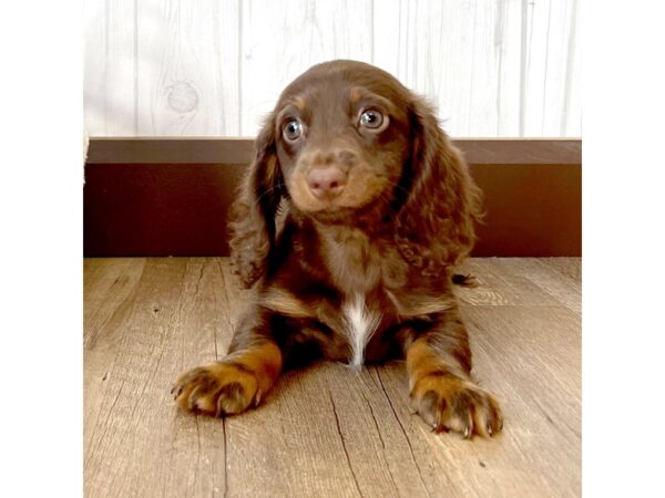 Dachshund DOG Female Chocolate 2239 Petland Eastgate, Ohio