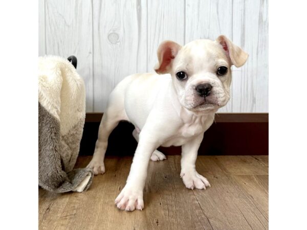 French Bulldog DOG Male Cream 2248 Petland Eastgate, Ohio