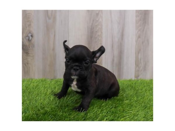 French Bulldog DOG Male Brindle 2259 Petland Eastgate, Ohio