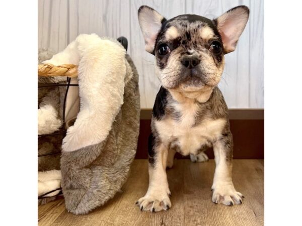 French Bulldog DOG Male 2279 Petland Eastgate, Ohio