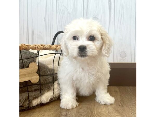 Peke Poo-DOG-Female--2306-Petland Eastgate, Ohio