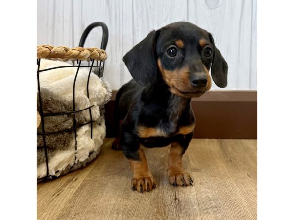 Dachshund DOG Male Black / Tan 2291 Petland Eastgate, Ohio