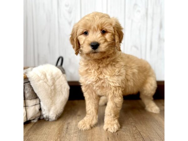 F1 Standard Goldendoodle-DOG-Male-Cream-2355-Petland Eastgate, Ohio