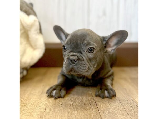 French Bulldog DOG Female Blue 2363 Petland Eastgate, Ohio