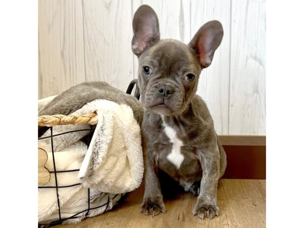 French Bulldog DOG Male Blue 2340 Petland Eastgate, Ohio