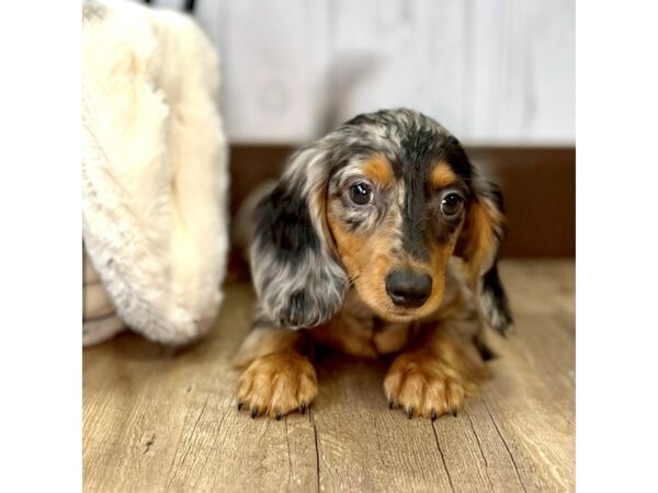 Dachshund DOG Male Black / Tan 2383 Petland Eastgate, Ohio