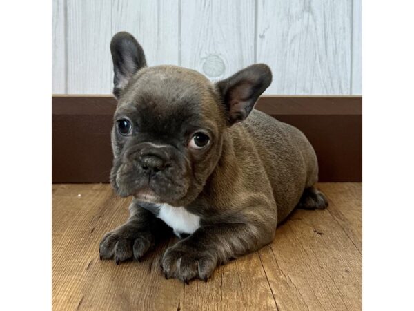 French Bulldog DOG Female Blue 2405 Petland Eastgate, Ohio