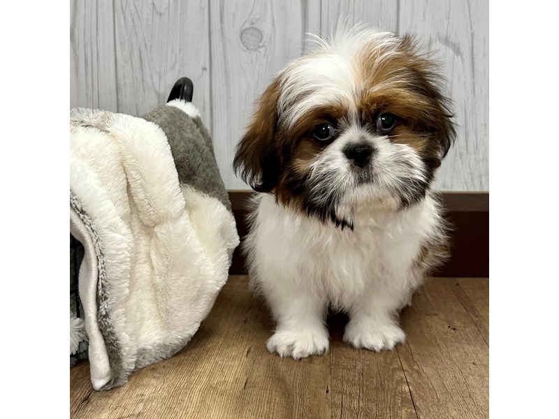 ロッド Shih Tzu4 Srixon ZXi4 Single Iron With Graphite Shaft