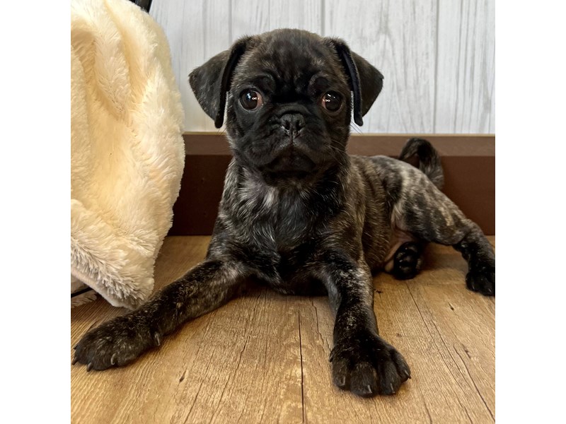 化粧下地 PUG Pug Puppy Brindle ID:2468 Located at Petland Eastgate, Ohio