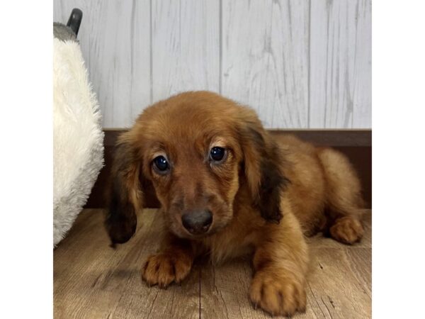 Dachshund DOG Female Red 2480 Petland Eastgate, Ohio