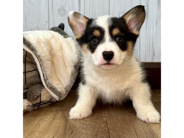 Pembroke Welsh Corgi DOG Male Tri-Colored 2490 Petland Eastgate, Ohio