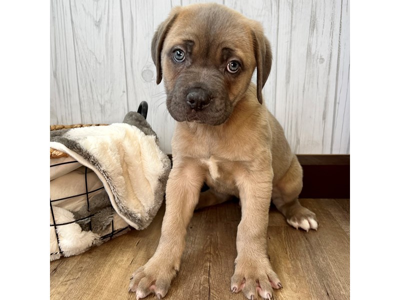 Cane CorsoDOGMaleBlue Fawn3935170Petland Eastgate, Ohio