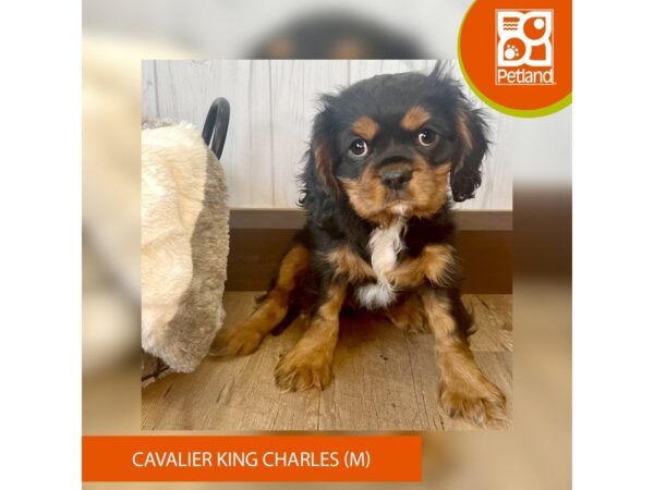 Cavalier King Charles Spaniel DOG Male Blue White / Tan 2494 Petland Eastgate, Ohio