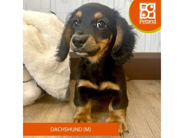 Dachshund DOG Male Black / Tan 2498 Petland Eastgate, Ohio