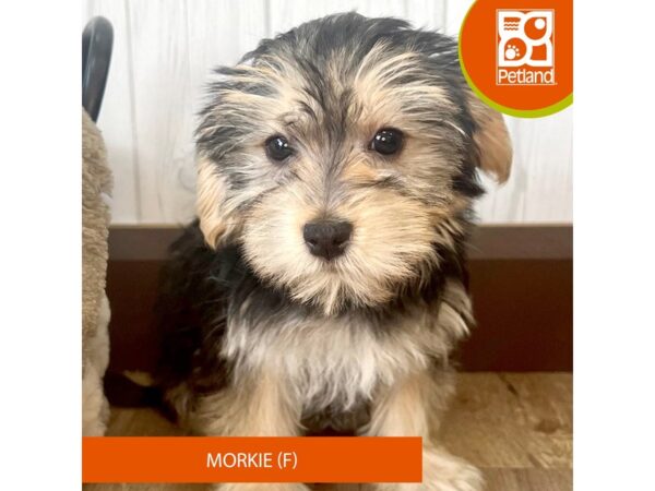 Maltese/Yorkshire Terrier-DOG-Female-Black / Tan-2507-Petland Eastgate, Ohio