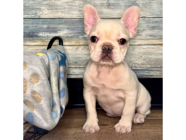 French Bulldog DOG Female Cream 2519 Petland Eastgate, Ohio