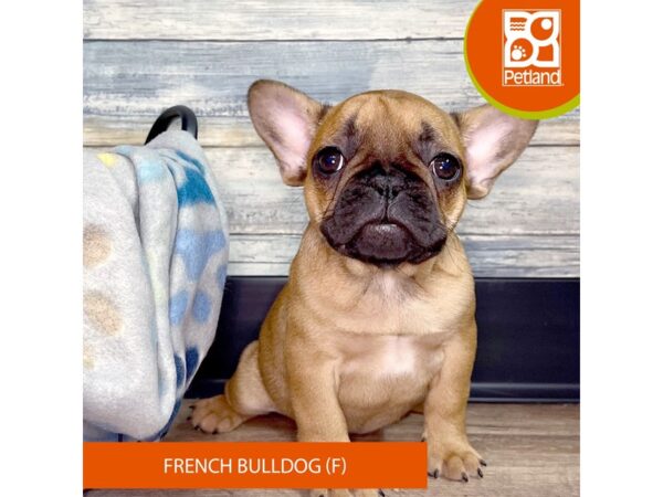 French Bulldog DOG Female Fawn 2531 Petland Eastgate, Ohio