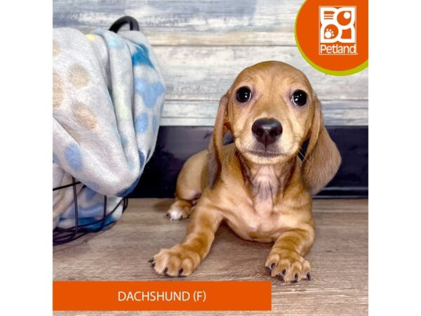 Dachshund DOG Female Red 2546 Petland Eastgate, Ohio