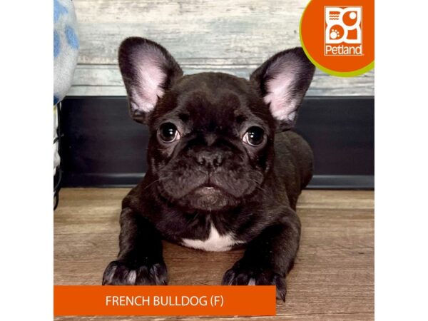 French Bulldog DOG Female Brindle 2551 Petland Eastgate, Ohio