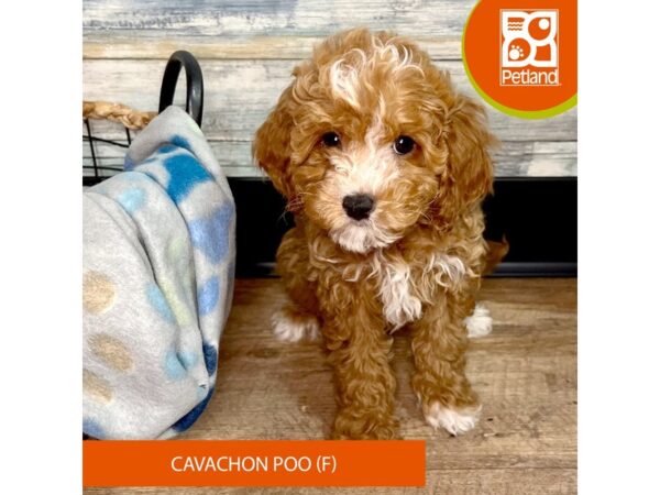 Cavachon Poo-DOG-Female-Apricot-2578-Petland Eastgate, Ohio