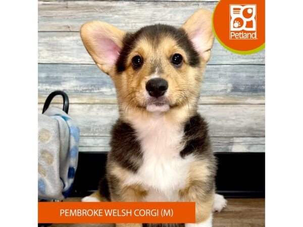 Pembroke Welsh Corgi DOG Male Tri-Colored 2573 Petland Eastgate, Ohio