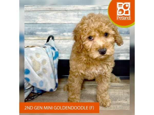 Goldendoodle Mini 2nd Gen DOG Female Red 2587 Petland Eastgate, Ohio