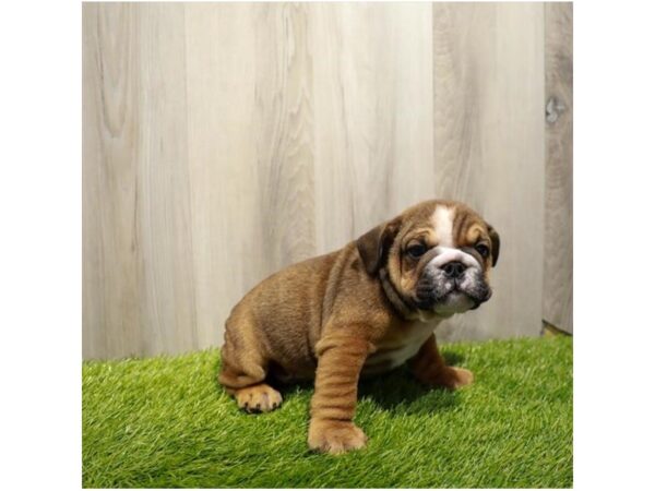 Bulldog DOG Male Bronze 2611 Petland Eastgate, Ohio