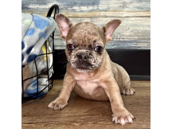 French Bulldog-DOG-Female-Chocolate Merle-2614-Petland Eastgate, Ohio