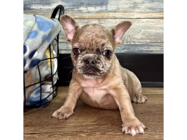 French Bulldog DOG Female Chocolate Merle 2614 Petland Eastgate, Ohio