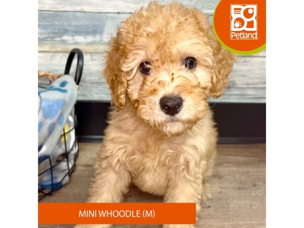 Whoodle Mini DOG Male Apricot 2610 Petland Eastgate, Ohio