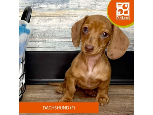 Dachshund DOG Female Red 2632 Petland Eastgate, Ohio