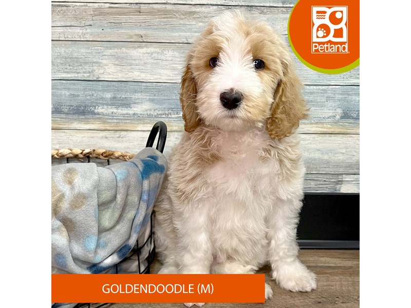 GoldendoodleDOGMaleWhite / Apricot4021224Petland Eastgate