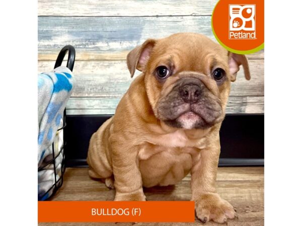 Bulldog DOG Female Fawn 2653 Petland Eastgate, Ohio