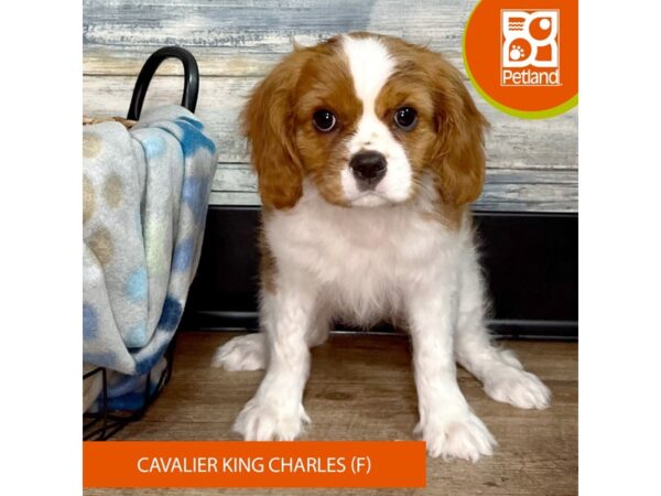 Cavalier King Charles Spaniel DOG Female Blenheim 2666 Petland Eastgate, Ohio