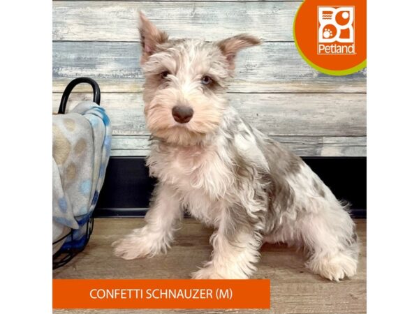 Confetti Schnauzer Dog Male 2691 Petland Eastgate, Ohio