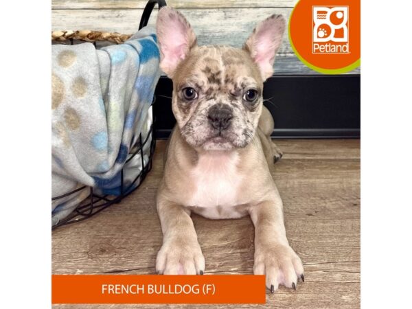 French Bulldog DOG Female Fawn Merle 2678 Petland Eastgate, Ohio