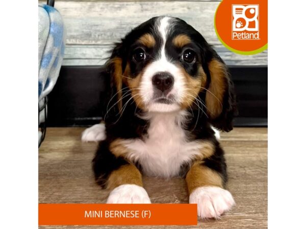 Mini Bernese Dog Female Tri-Colored 2719 Petland Eastgate, Ohio