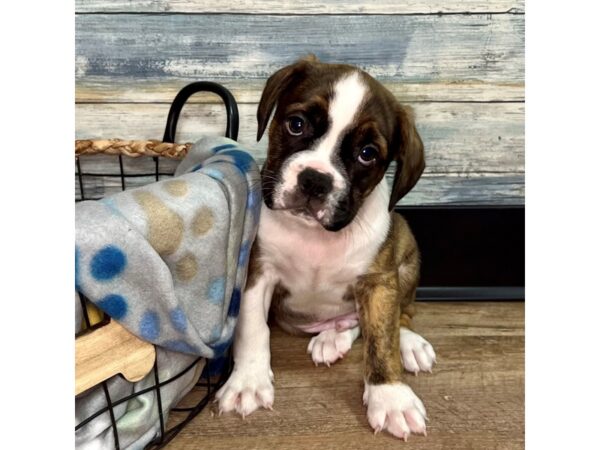 Bulldog Puggle (English Bulldog/Puggle-Dog-Male-Fawn / White-2736-Petland Eastgate, Ohio