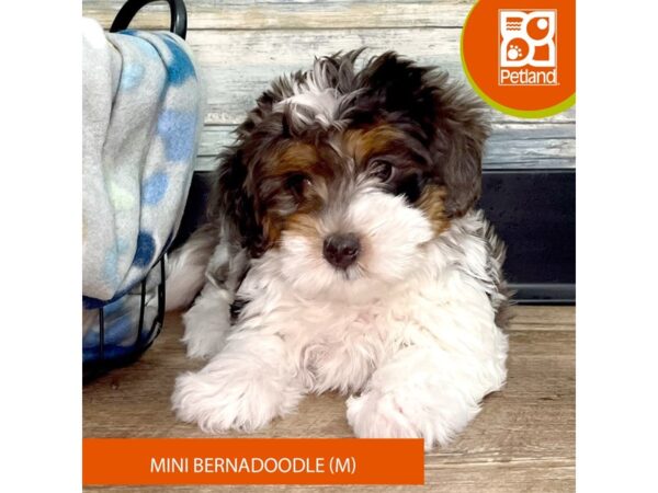 Bernadoodle Mini Dog Male Blue Merle White / Tan 2749 Petland Eastgate, Ohio