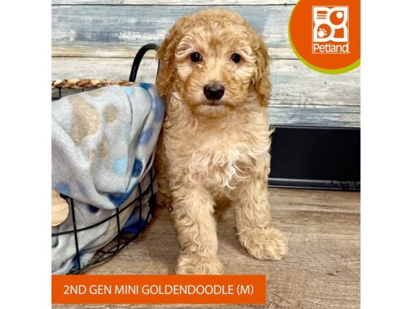 Goldendoodle Mini 2nd Gen-Dog-Male-Red-2799-Petland Eastgate, Ohio