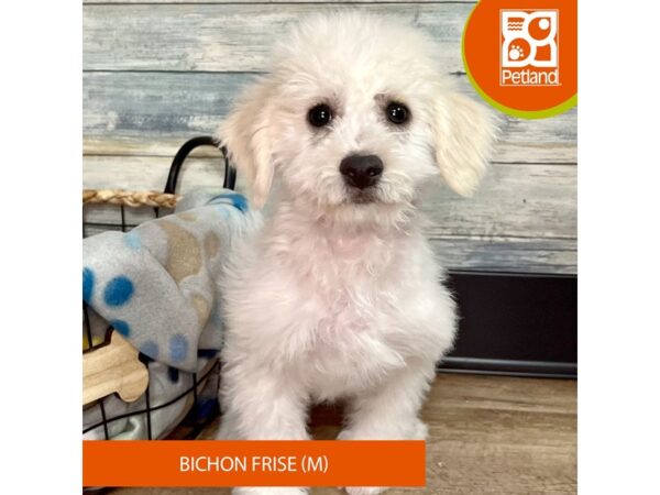 Bichon Frise – 2804