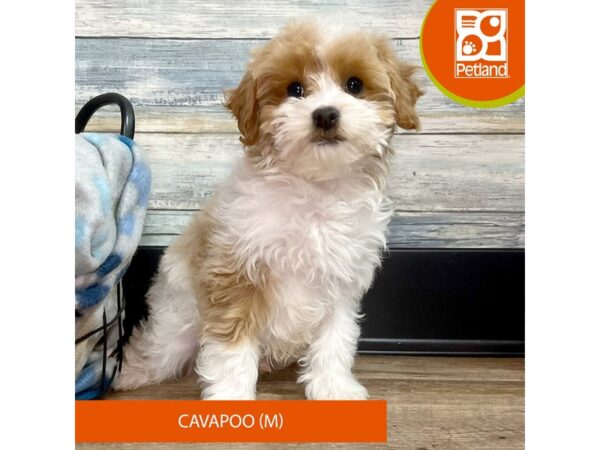 Cavapoo – 2812