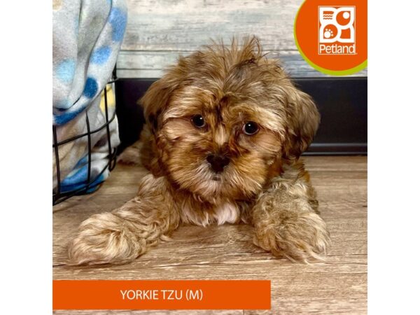 Yorkie Tzu – 2818