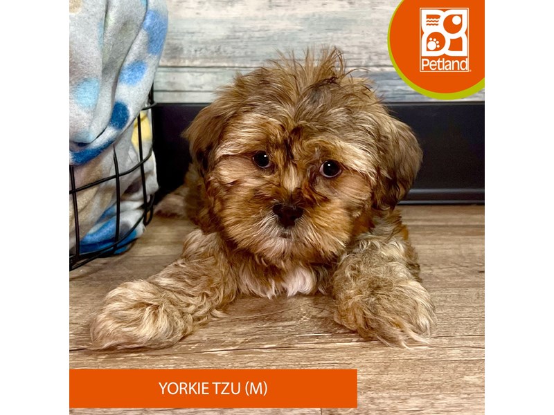 Yorkie Tzu - 2818 Image #1