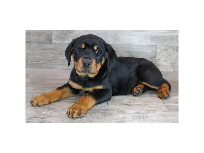 Rottweiler Puppies - Breed Info - Petland Eastgate, Ohio