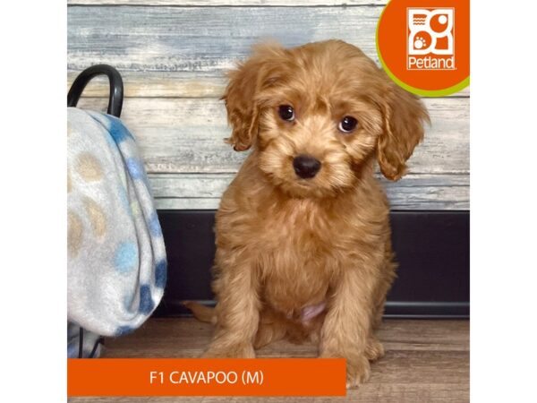 Cavapoo F1 Dog Male Red 2832 Petland Eastgate, Ohio